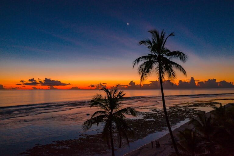 47+ Chill Under the Palm Tree Captions for Instagram to Relax and Vibe