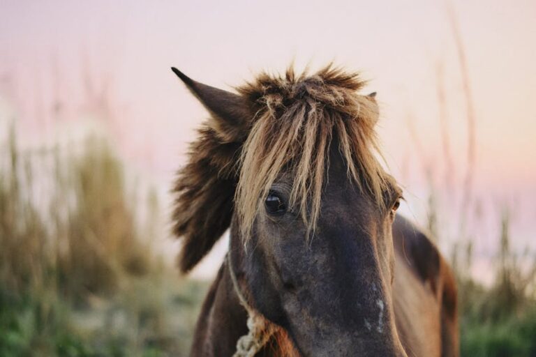42+ Heartfelt Loss of Horse Quotes to Comfort Your Soul