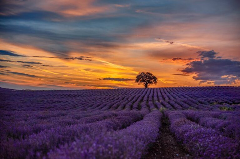 47+ Lovely Lavender Captions for that Purple Life Aesthetic