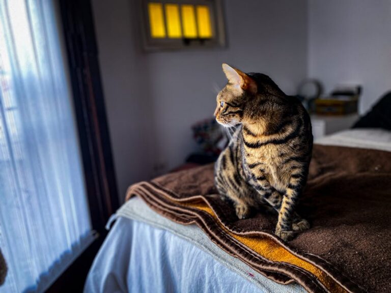 38+ Touching Pet Loss Lines to Find Comfort In