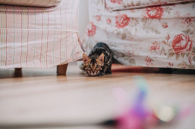 47+ Purr-fectly Amazing Cat Captions for Your Feline Friend
