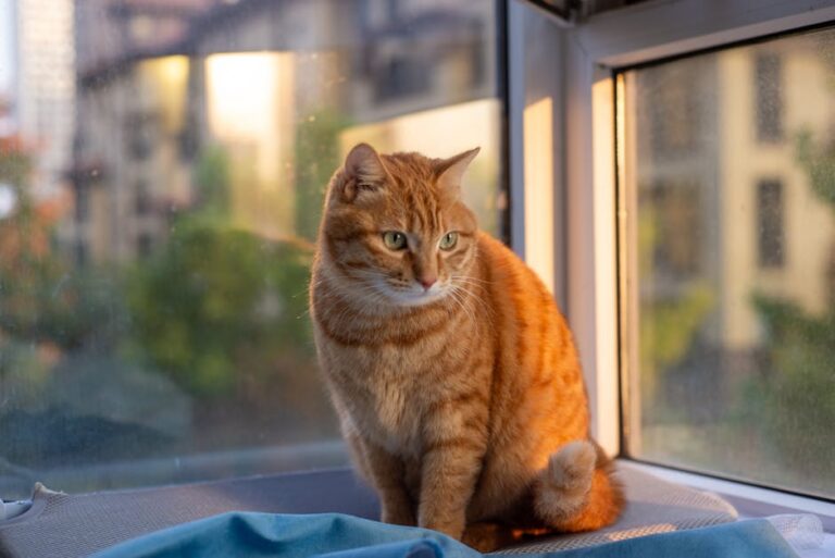 47+ Heartfelt Loss of Cat Quotes and Images to Comfort Your Soul
