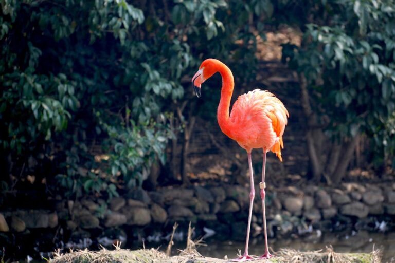 47+ Flamingo Captions for Instagram to Share Your Vibe