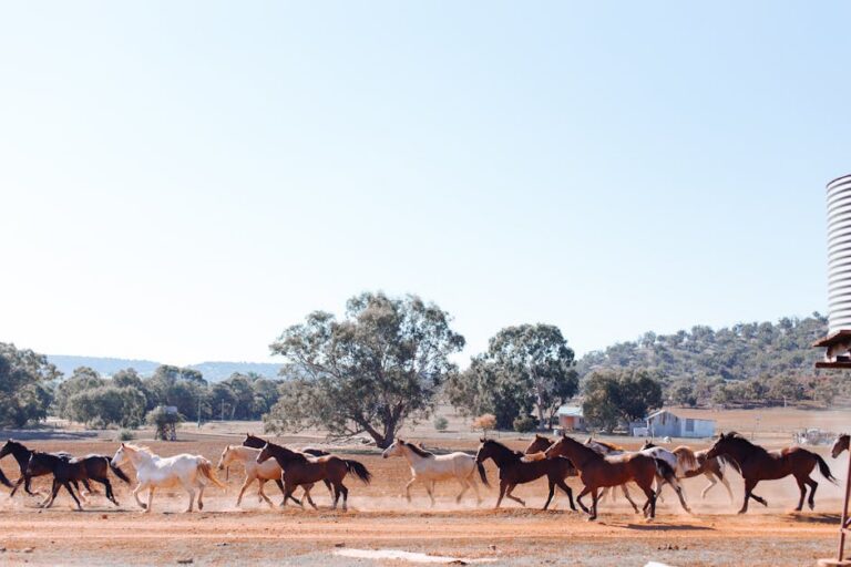 Giddyup With 47+ Best Horse Captions for Instagram