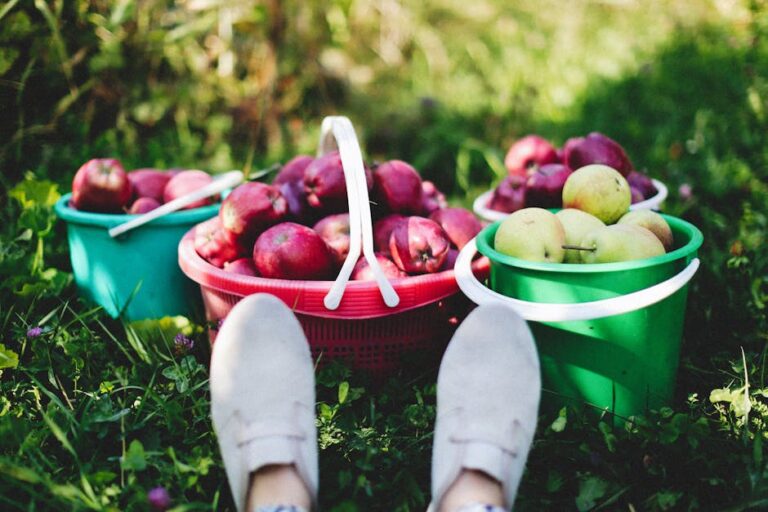 45+ Best Apple Picking Captions for Your Orchard Visit
